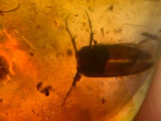 Unknown Beetle Shell Burmite Myanmar Burmese Amber Insect Fossil Dinosaur Age
