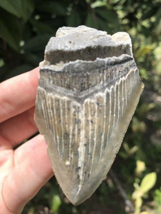 Huge Serrated 2.  90” Megalodon Tooth Fossil Shark Teeth Unrestored Natural