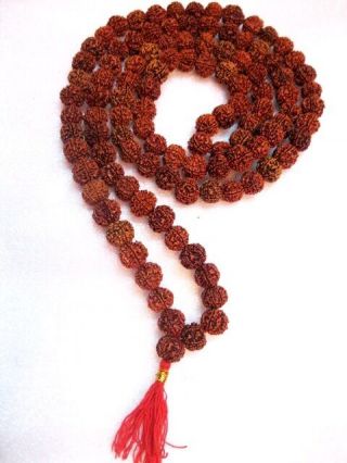 4 Mukhi Rudraksha Mala / Four Face Rudraksh Collector 16 - 18 Mm - Nepal - 109 Bead