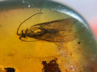 Uncommon Caddisfly Burmite Myanmar Burmese Amber Insect Fossil From Dinosaur Age