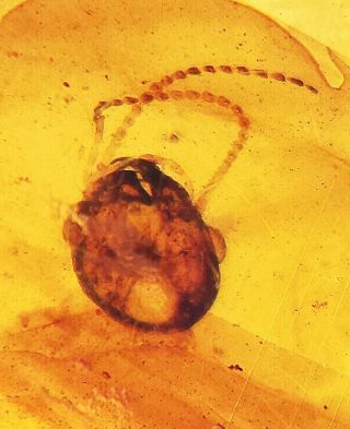 Three Unknown Insects In Burmese Amber Insect Fossil Burmite Myanmar