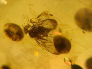 Unknown Unique Fly Bug Burmite Myanmar Burmese Amber Insect Fossil Dinosaur Age