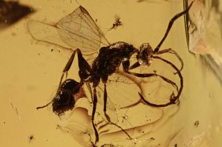 Winged Ant Formicidae Fossil Inclusion Baltic Amber 190807 - 12,  Img