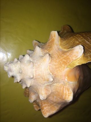Large 8” Queen Pink Conch Seashell Sea Shell 1.  5lbs Nautical Ocean