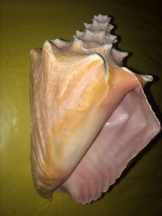 Large 8” Queen Pink Conch Seashell Sea Shell 1.  5lbs Nautical Ocean 2