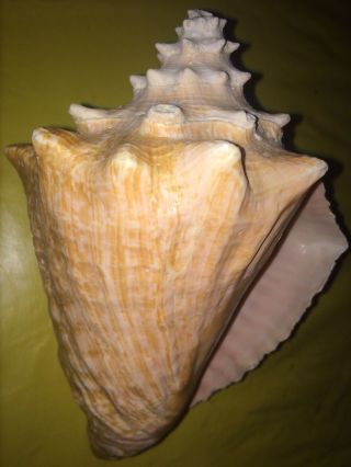 Large 8” Queen Pink Conch Seashell Sea Shell 1.  5lbs Nautical Ocean 4