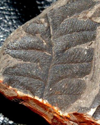 Lonchopteris - 310 Million Years Ago Fossil Fern,  Depth And Details