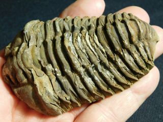 A Big Natural Flexicalymene Sp.  Trilobite Fossil Found In Morocco 130gr E