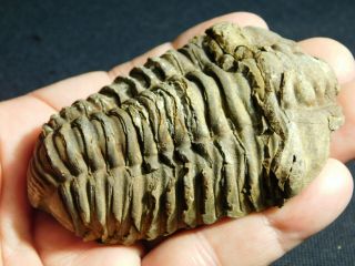 A Big Natural Flexicalymene sp.  Trilobite Fossil Found in Morocco 130gr e 2