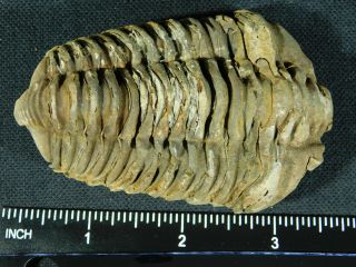 A Big Natural Flexicalymene sp.  Trilobite Fossil Found in Morocco 130gr e 3