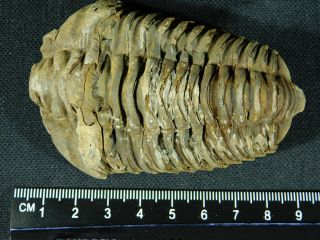 A Big Natural Flexicalymene sp.  Trilobite Fossil Found in Morocco 130gr e 4