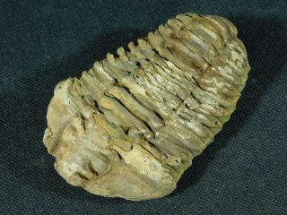 A Big Natural Flexicalymene sp.  Trilobite Fossil Found in Morocco 130gr e 5