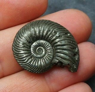32mm Quenstedtoceras Pyrite Ammonite Fossils Fossilien Russia Pendant