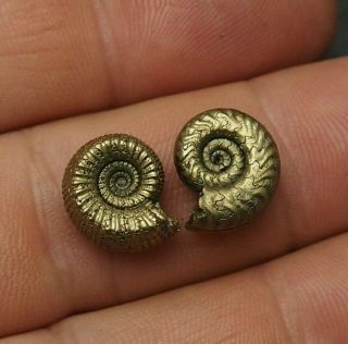 2x Ammonite 13 - 14mm Pyrite Mineral Fossil Fossilien Ammoniten France