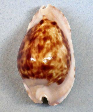 Cypraea (zoila) Marginata Consueta