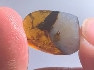 Calcite Grow With Amber Burmite Myanmar Burmese Amber Insect Fossil Dinosaur Age