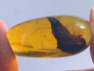 2.  52g Unique Plant Burmite Myanmar Burmese Amber Insect Fossil From Dinosaur Age