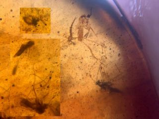 5 Diptera Mosquito Fly Burmite Myanmar Burmese Amber Insect Fossil Dinosaur Age