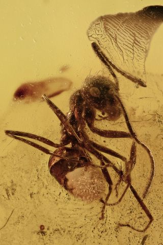 Ant Formicidae Fossil Inclusion Baltic Amber 190807 - 7,  Img