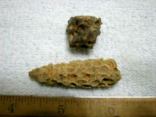 Petrified Silicified Fossil Pine Cones Eocene Epoch Northern Sahara Desert P71