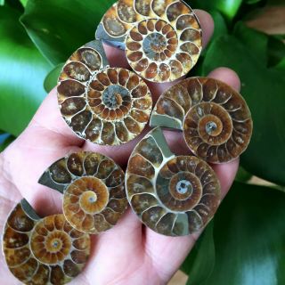 60g 3pairs Of Split Ammonite Baby Fossil Specimen Shell Healing Madagascar P2650