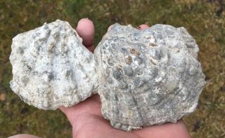 Bargain Price Unprepared Chlamys Shell Meg 2 Fossil Sea Urchin Pecten By Aeons