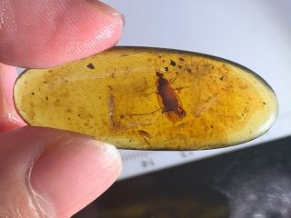 2.  62g Big Cockroach Burmite Myanmar Burmese Amber Insect Fossil Dinosaur Age