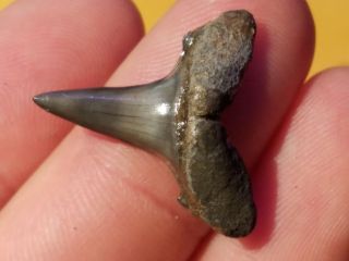 1 Quality Shark Tooth From Germany Age Is Lower Oligocene Boehlen Formation
