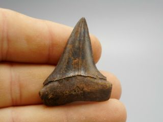 Extinct Fossil Isurus Hastalis Mako Shark Tooth / South Carolina 011