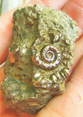 Stunning Golden Multi Eoderoceras Ammonite 52 Mm Jurassic Pyrite Fossil Uk Gold