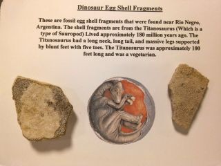2 Dinosaur Egg Shell Fragments.