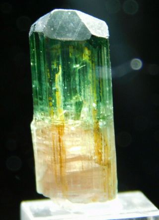 A 100 Natural Terminated Watermelon Tourmaline Crystal On A Stand Brazil 5.  5 E