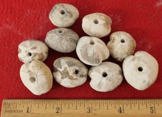 (10) Neolithic Fossilized Sea Urchin Beads