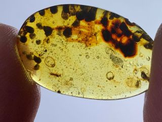 Megaptera Fly&plant Spore Burmite Myanmar Burma Amber Insect Fossil Dinosaur Age