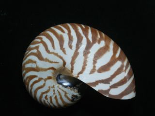 Formosa/seashell/nautilus Pompilius 109mm