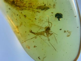 Mosquito Diptera Fly Burmite Myanmar Burmese Amber Insect Fossil Dinosaur Age