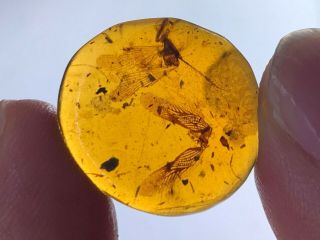 2g 2 Unknown Bug Wings Burmite Myanmar Burmese Amber Insect Fossil Dinosaur Age