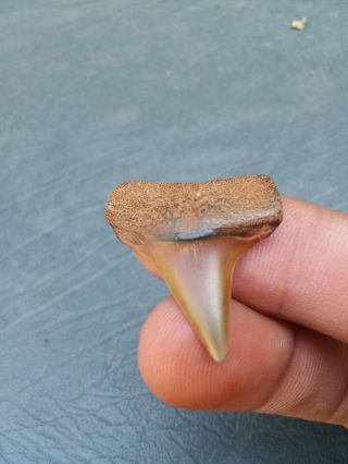 1 " 3/16 " Mako Rare Gem Orange Color Black Maryland Find Flawless Tooth