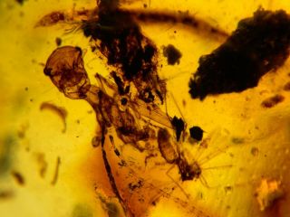 Extinct Sphecomyrma Ant&2 Flies Burmite Myanmar Amber Insect Fossil Dinosaur Age