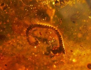 Julida Millipedes & Other Arthropods.  Specimens Fossil In Burmite Amber.