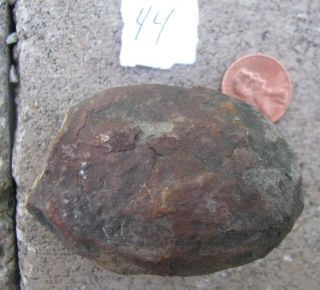 West Virginia Coprolite Jurassic Prehistoric Dinosaur Crap Dung Poo Fossil 44
