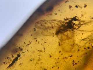 Neuroptera Lacewing&wasp Burmite Myanmar Burma Amber Insect Fossil Dinosaur Age