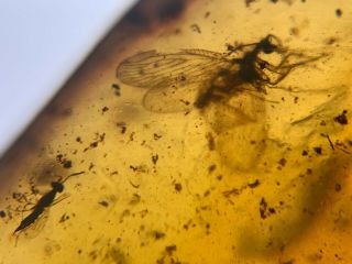 Neuroptera lacewing&wasp Burmite Myanmar Burma Amber insect fossil dinosaur age 2