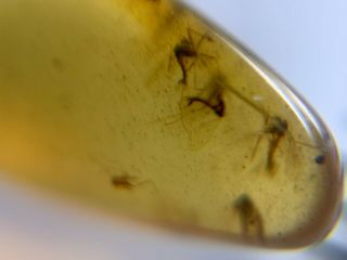 8 Diptera mosquito fly Burmite Myanmar Burmese Amber insect fossil dinosaur age 2