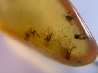 8 Diptera mosquito fly Burmite Myanmar Burmese Amber insect fossil dinosaur age 3