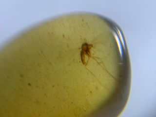 8 Diptera mosquito fly Burmite Myanmar Burmese Amber insect fossil dinosaur age 4