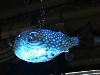 Real 14 " Parrot Puffer Fish Lamp W/blue Led Light Tiki Bar Smokin Tikis 5
