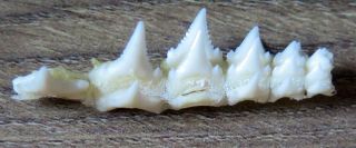 18 Group Lower Nature Modern Great White Shark Tooth (teeth)