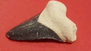 1.  65 " Megalodon Shark Tooth Blue Gray Enamel With Large White Root