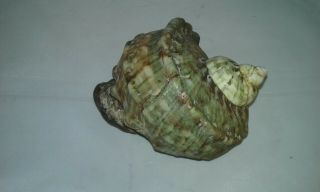 Large 5.  5 " Green Turban Seashell,  Turbo Marmoratus.